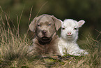 Labrador Retriever and lamb