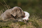 Labrador Retriever and lamb