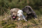 Labrador Retriever and lamb