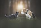 dog and cat