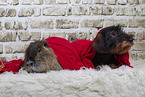 coypu and Dachshund