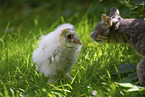 barn owl chick and cat