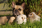barn owl chicks and dog