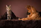 dog and cat