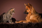 dog and cat