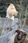 young Ragdoll and sheep