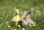 gosling and bunny