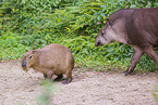 Brazilian tapir and Capibara