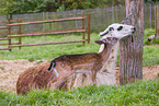 llama and red deer fawn