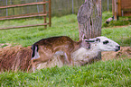 llama and red deer fawn