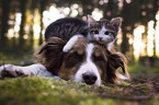 Miniature Australian Shepherd and cat