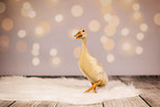 mire duck