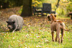 Rhodesian Ridgeback Puppy