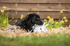 animal friends