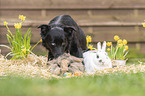 animal friends