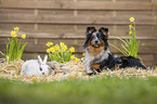 animal friends