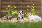 animal friends