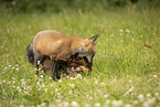 fox and dog