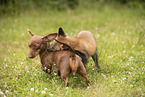 fox and dog