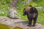 bear and wolf