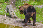 bear and wolf