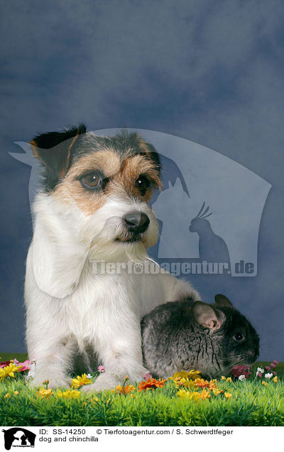 Hund und Chinchilla / dog and chinchilla / SS-14250