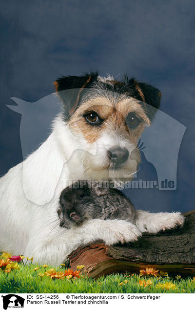 Parson Russell Terrier und Chinchilla / Parson Russell Terrier and chinchilla / SS-14256
