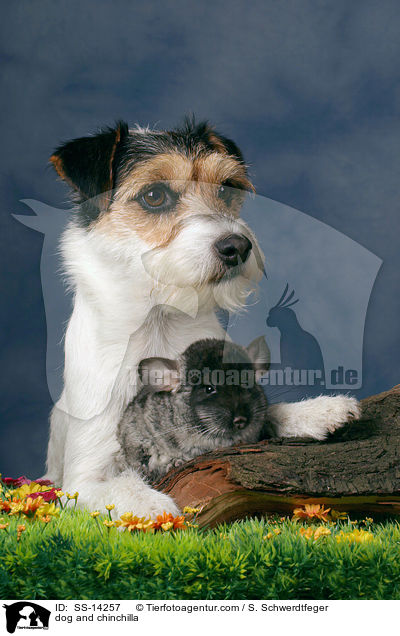 Hund und Chinchilla / dog and chinchilla / SS-14257