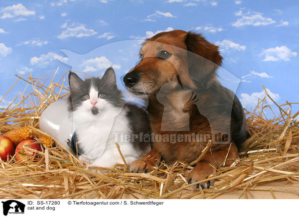 Hund und Katze / cat and dog / SS-17280