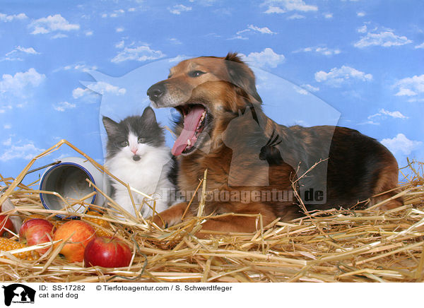 Hund und Katze / cat and dog / SS-17282