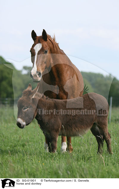 horse and donkey / SG-01901