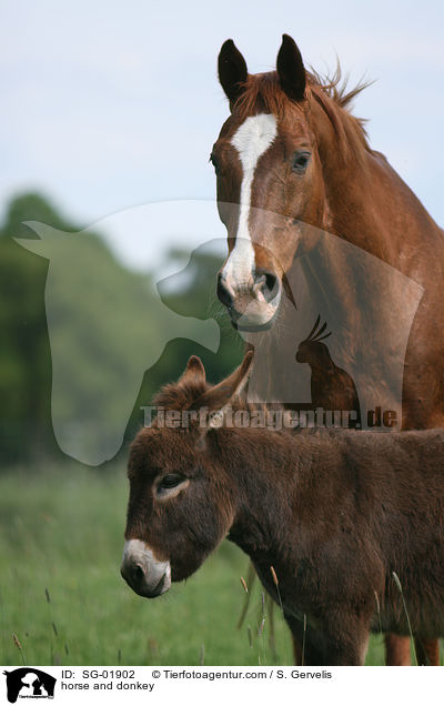 horse and donkey / SG-01902