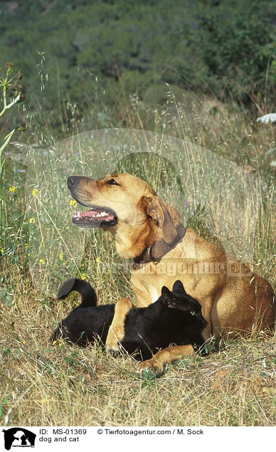 Hund und Katze / dog and cat / MS-01369
