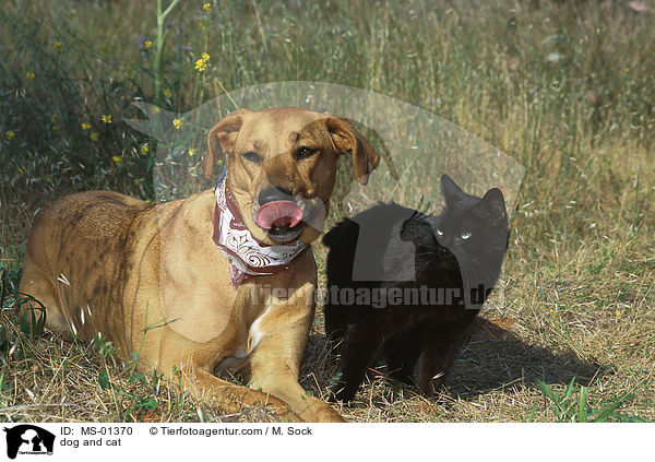 Hund und Katze / dog and cat / MS-01370