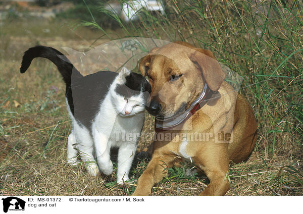 Hund und Katze / dog and cat / MS-01372