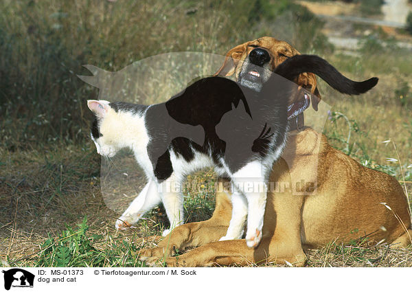 Hund und Katze / dog and cat / MS-01373