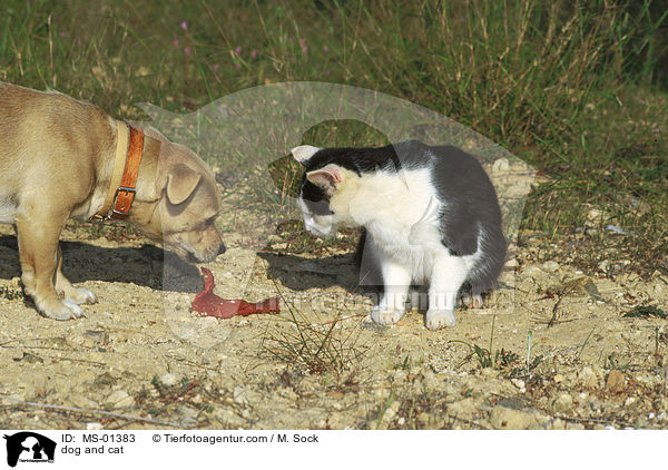 Hund und Katze / dog and cat / MS-01383