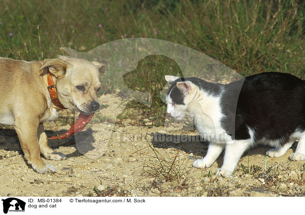 Hund und Katze / dog and cat / MS-01384