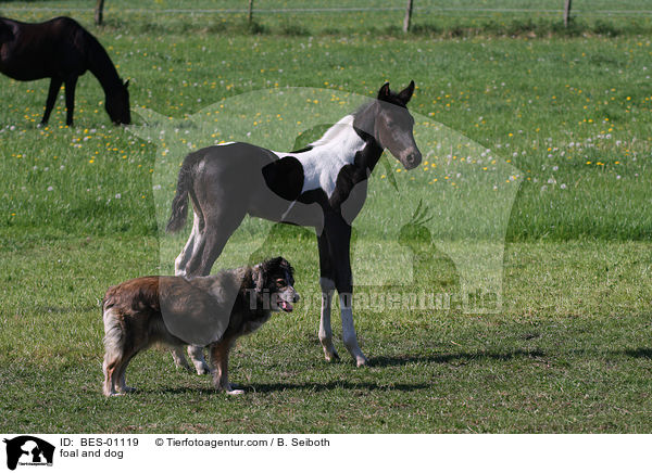foal and dog / BES-01119