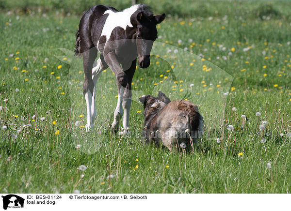 foal and dog / BES-01124