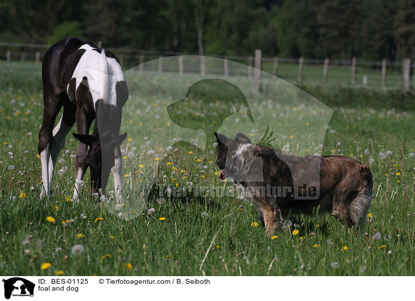 foal and dog / BES-01125