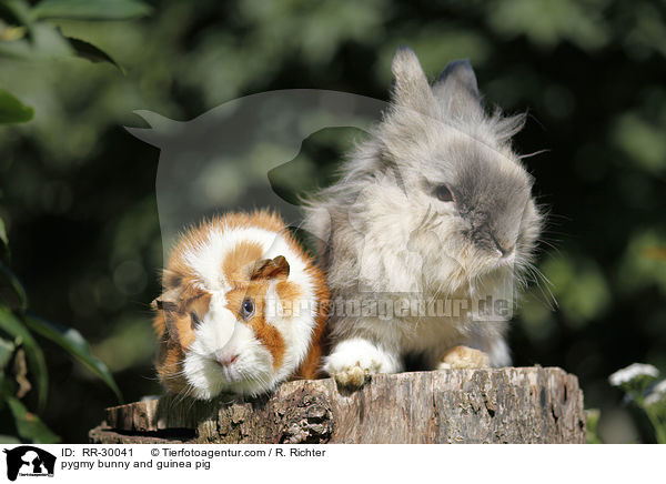 pygmy bunny and guinea pig / RR-30041