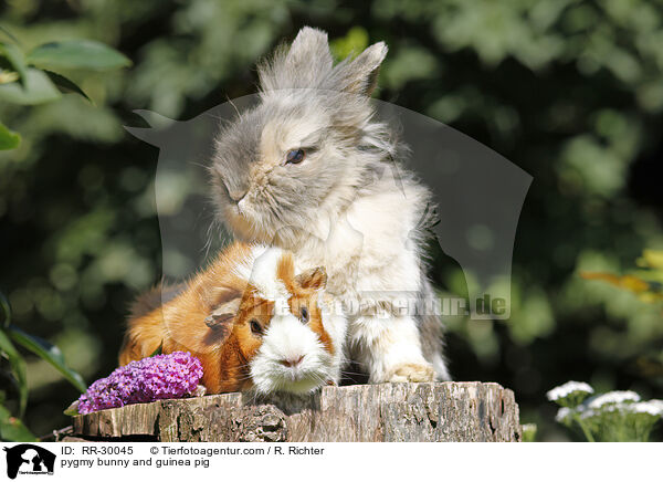 Zwergkaninchen & Meerschweinchen / pygmy bunny and guinea pig / RR-30045
