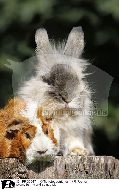 Zwergkaninchen & Meerschweinchen / pygmy bunny and guinea pig / RR-30047