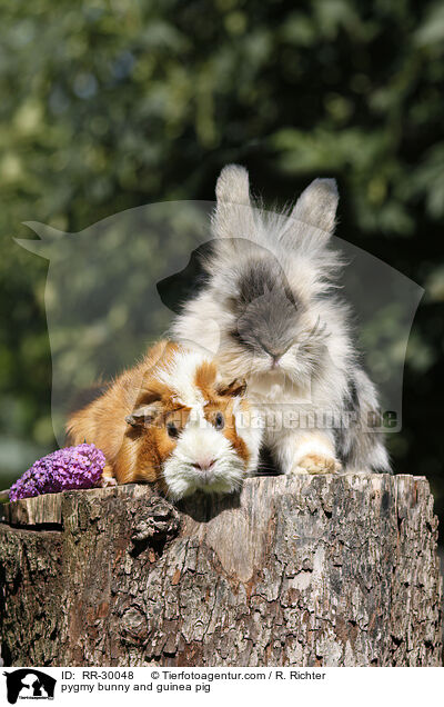 pygmy bunny and guinea pig / RR-30048