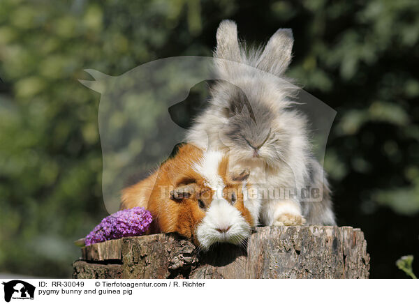 Zwergkaninchen & Meerschweinchen / pygmy bunny and guinea pig / RR-30049