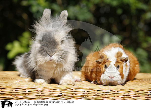 pygmy bunny and guinea pig / RR-30053