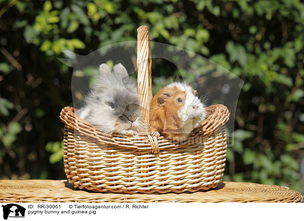 pygmy bunny and guinea pig / RR-30061