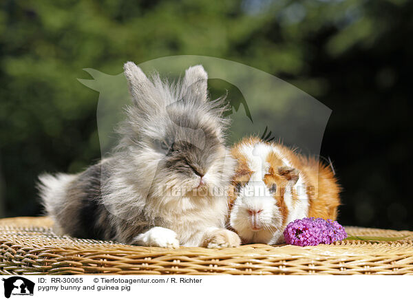 Zwergkaninchen & Meerschweinchen / pygmy bunny and guinea pig / RR-30065