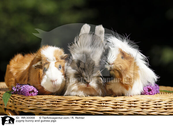 pygmy bunny and guinea pigs / RR-30068